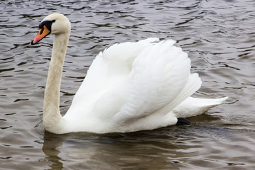 white swan