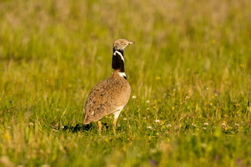 Beautiful wild bird in the meadow.