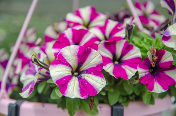 beautiful petunia flowers at Mainau island garden. Germany
