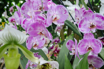 beautiful Orchidaceae flowers at Mainau island garden. Germany
