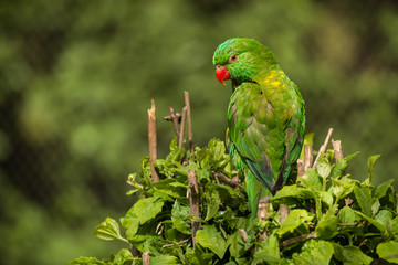 lori parrot