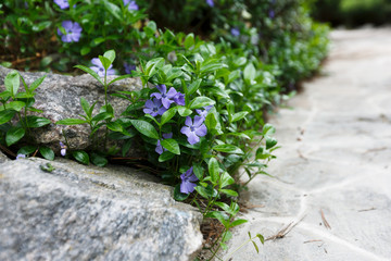 Landscape design detail, summer garden path closeup