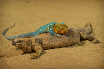 Reptiles agama.