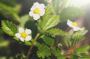 Blooming flower, strawberry plant in green garden
