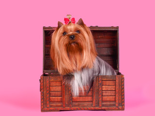 yorkshire terrier