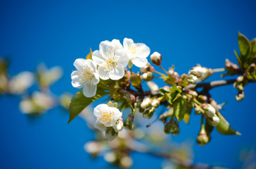 Cherry sakura blossoms against a blue sky