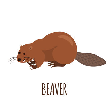 Funny beaver in flat style.