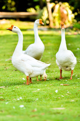 group of White domestic goose walking on the grass