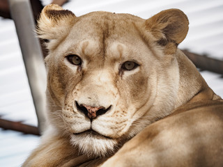 Fototapeta premium lion