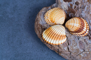 Thee colorful sea shells, copy space