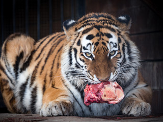 tiger