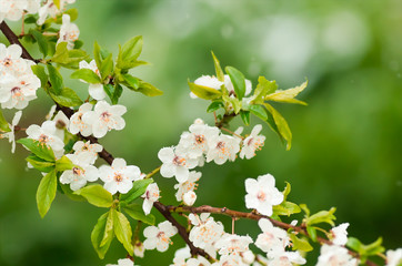Flowers plum tree in spring covered last snow
