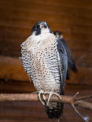 bird