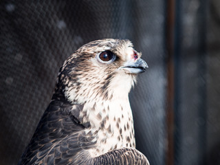 bird