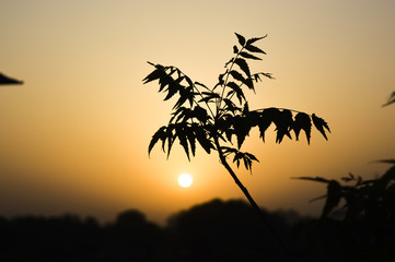 Sunrise plant
