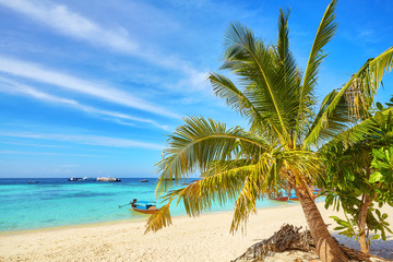 Obraz na płótnie Canvas Palm on a beautiful tropical beach, Thailand.