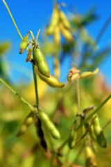 ripe soybeans in the field