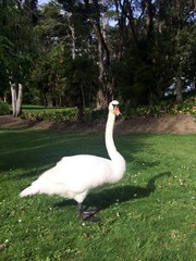 Swan 2
