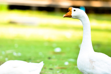 White domestic goose walking on the grass
