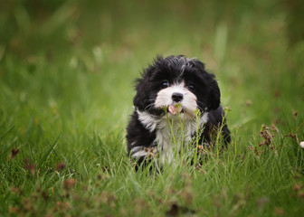 havanese puppy dog outdoor