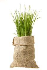 green grass lawn growing out of the bag