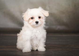 havanese puppy dog portrait