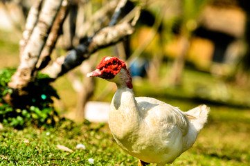 white duck red nose standing on the grass