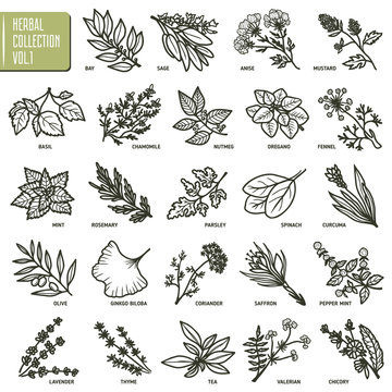 Hand drawn vector set of herbs and spices vintage illustrations.