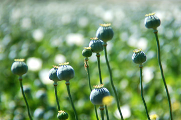 Poppy plant raw opium - obrazy, fototapety, plakaty