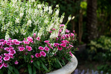 Trees in the shade garden