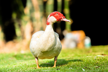 white duck red nose standing on the grass