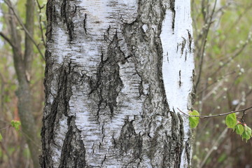 Trunks of birch trees in forest / birches in sunlight in spring / birch trees in bright sunshine / birch trees with white bark / beautiful landscape with white birches