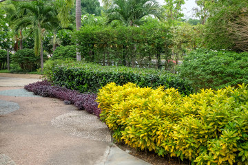 Naklejka premium Trees in the shade garden