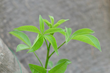 The branches of the Baobab tree