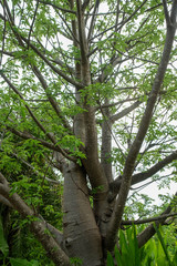 Fototapeta premium The branches of the Baobab tree