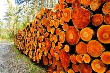 Pnie drzew na wycince lasu © W Korczewski