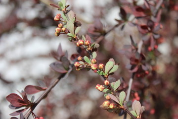 Unclosed barberry buds