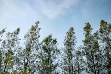 Trees in the shade garden