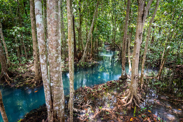 Tha Pom Klong Song Nam beautiful and famous tourist destination in Krabi, Thailand.The peat swamp...