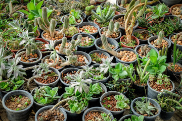Cactus in the greenhouse