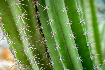 Natural background Cactus succulent plant