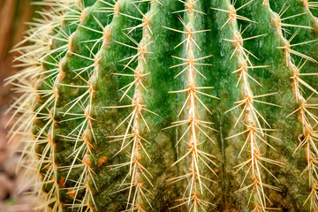 Natural background Cactus succulent plant