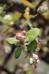 Obraz premium Closeup of unclosed apple tree buds