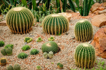 Cactus in the greenhouse