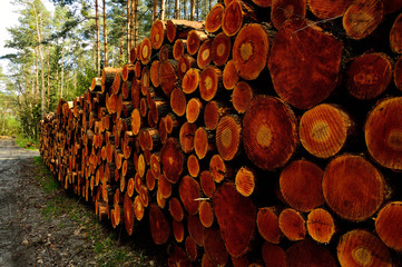 Pnie drzew na wycince lasu © W Korczewski