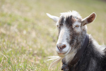 Fototapeta premium Goat close up grazing in a meadow