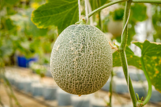 Cantaloupe melons growing in a greenhouse supported by string melon nets