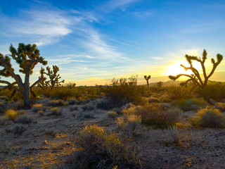Obraz premium Joshua Tree National Park