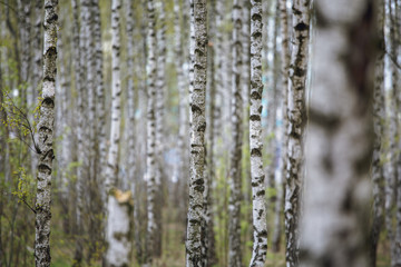 Beautiful natural panoramic landscape - summer birch grove in the evening diffused sunlight. Yellow birch forest, late autumn. Trunks of birch trees black and white