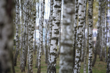 Beautiful natural panoramic landscape - summer birch grove in the evening diffused sunlight. Yellow birch forest, late autumn. Trunks of birch trees black and white